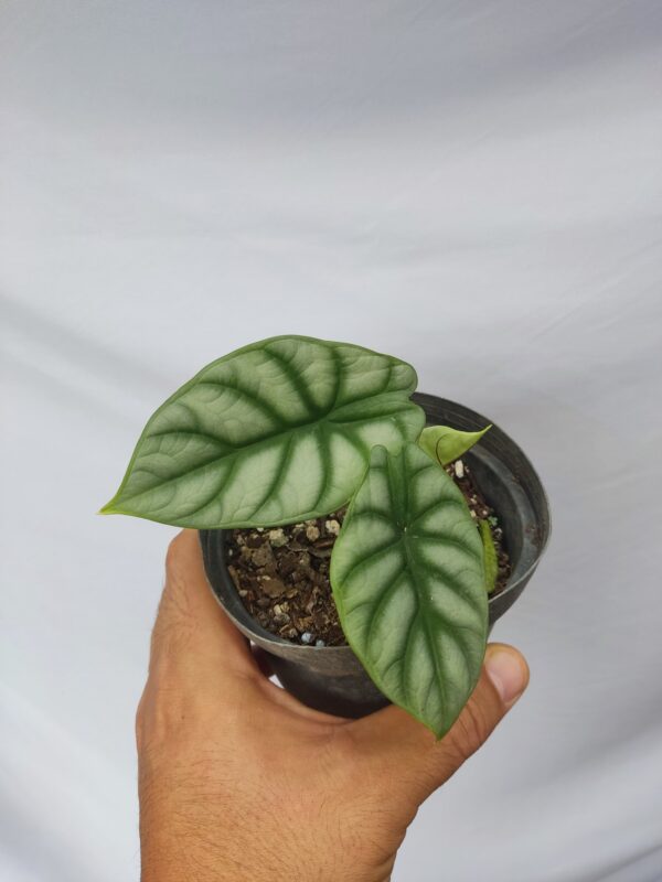 Alocasia Silver Dragon