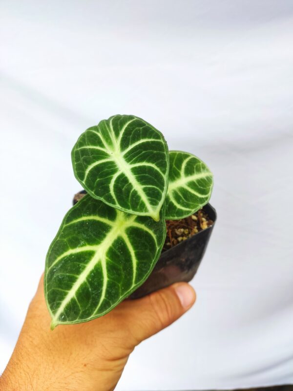 Alocasia Ninja