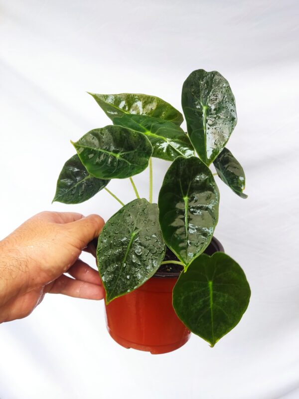 Alocasia Sedenni