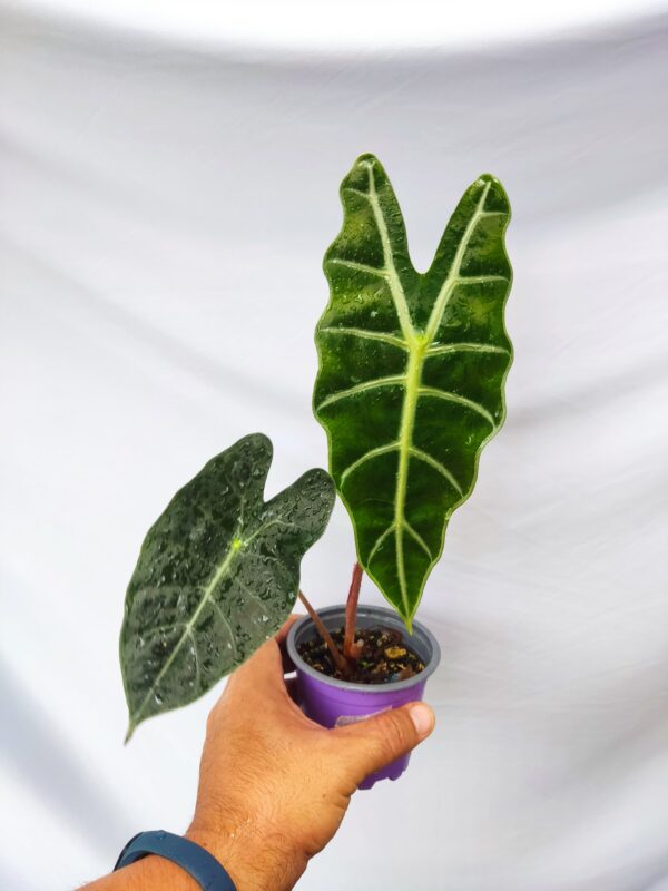 Alocasia Amazonica
