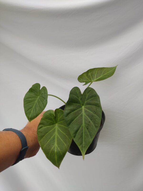 Alocasia Regald Shield