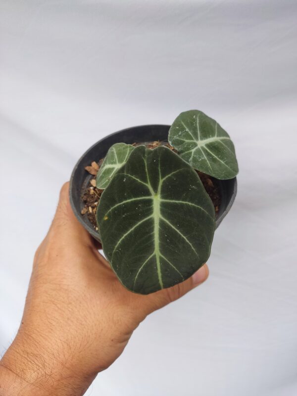 Alocasia Black Velvet