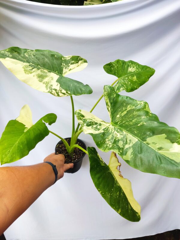 Alocasia Variegada