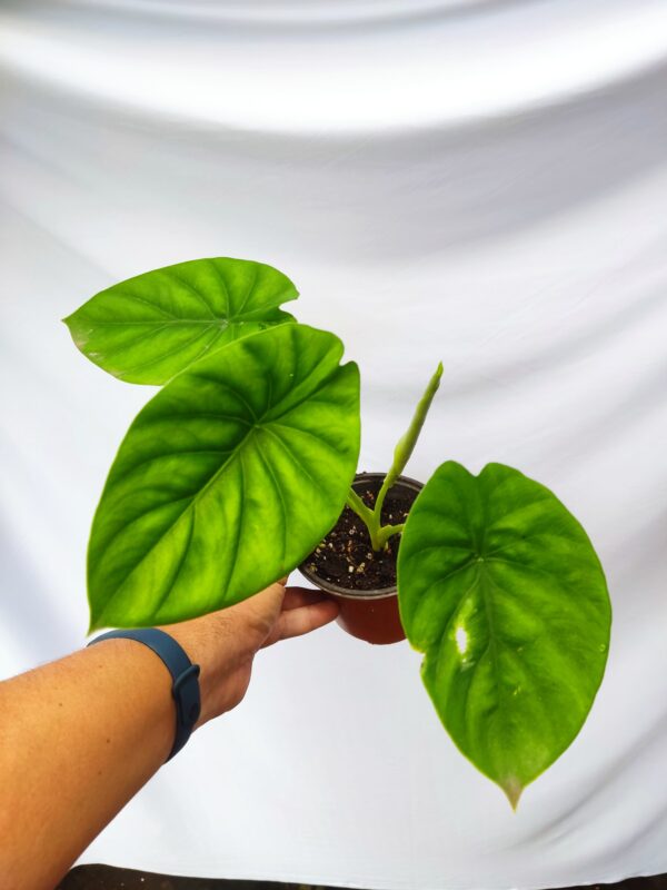 Alocasia Clypeloata
