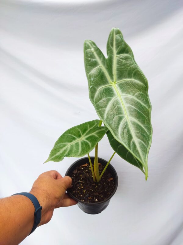 Alocasia longiloba silver